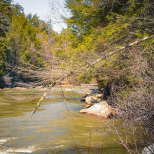Swallow Falls State Park
