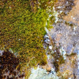 Swallow Falls State Park