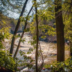 Swallow Falls State Park